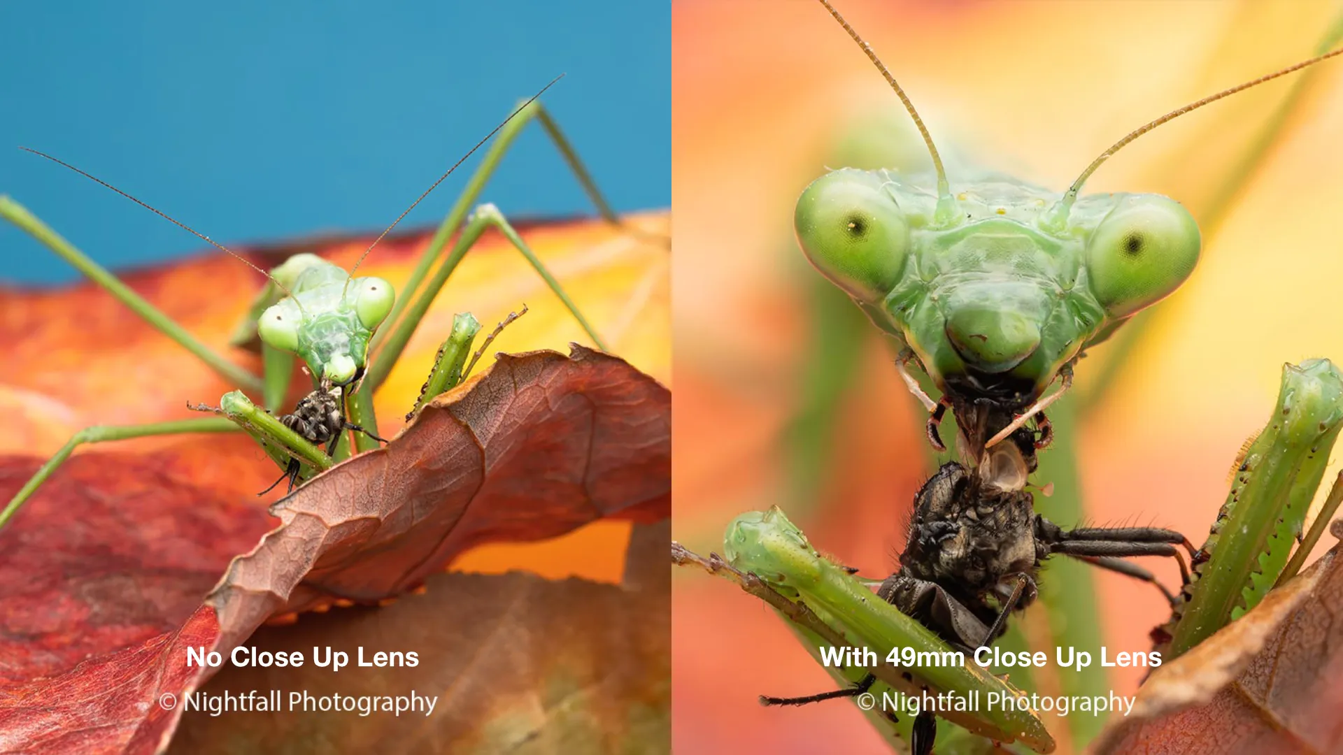 Two photographs of a praying mantis side by side, the left taken with no close-up lens and the right with a NiSi 49mm Close Up Lens filling the frame with the insect's head