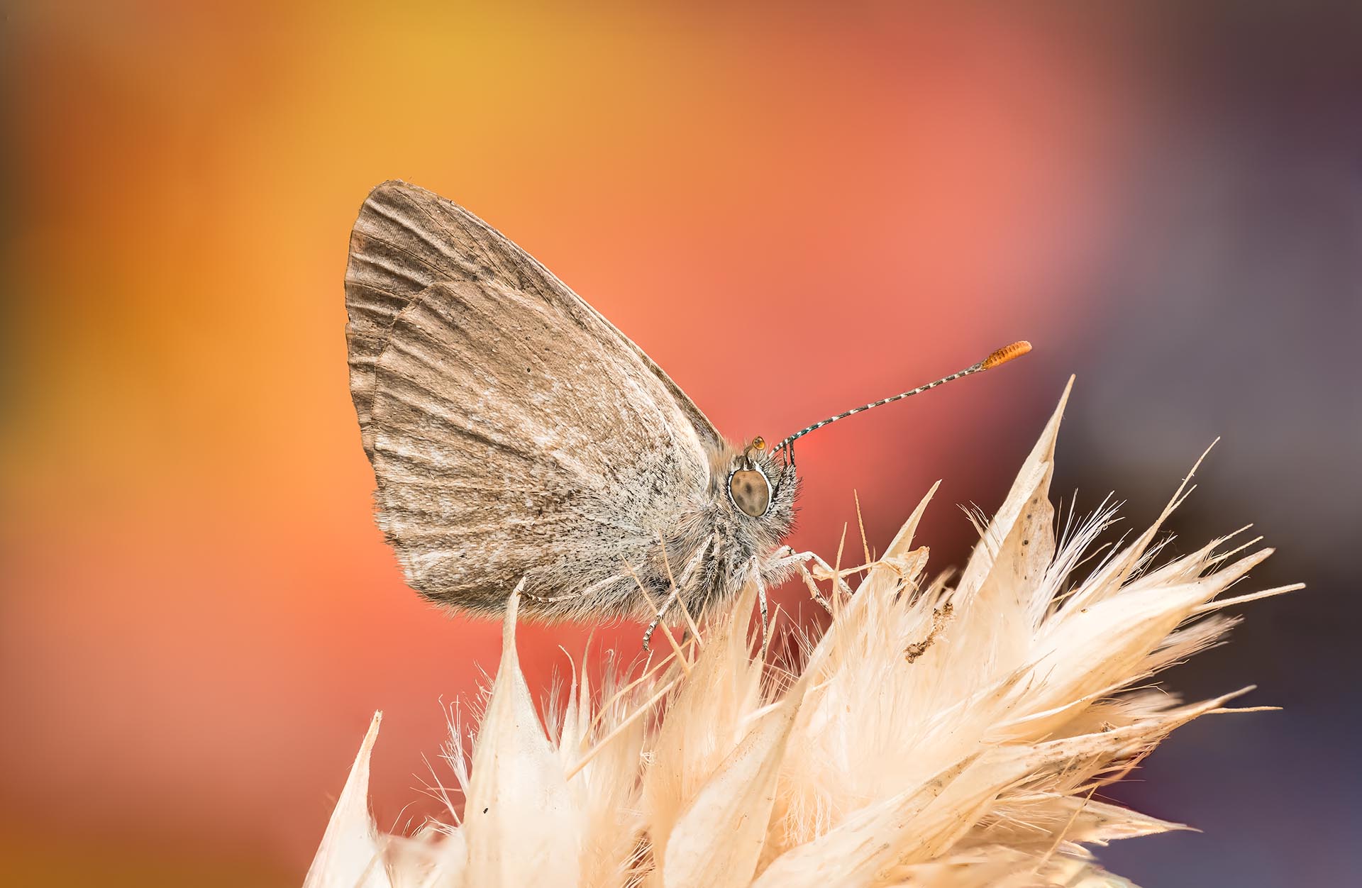 A small butterfly resting on a seed head, photographed close up against warm evening colour