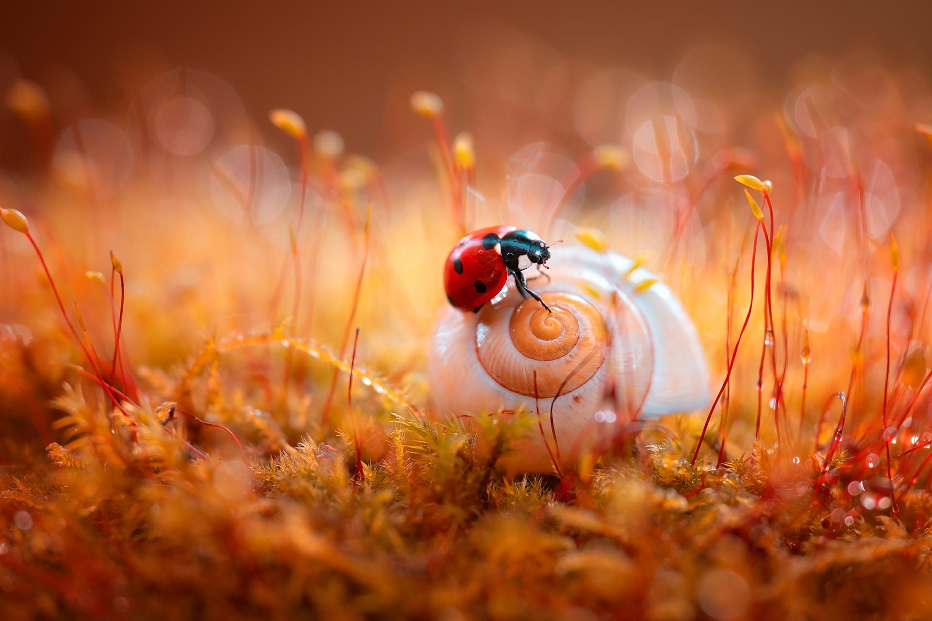 A ladybird on a snail shell in moss, photographed close up in warm light
