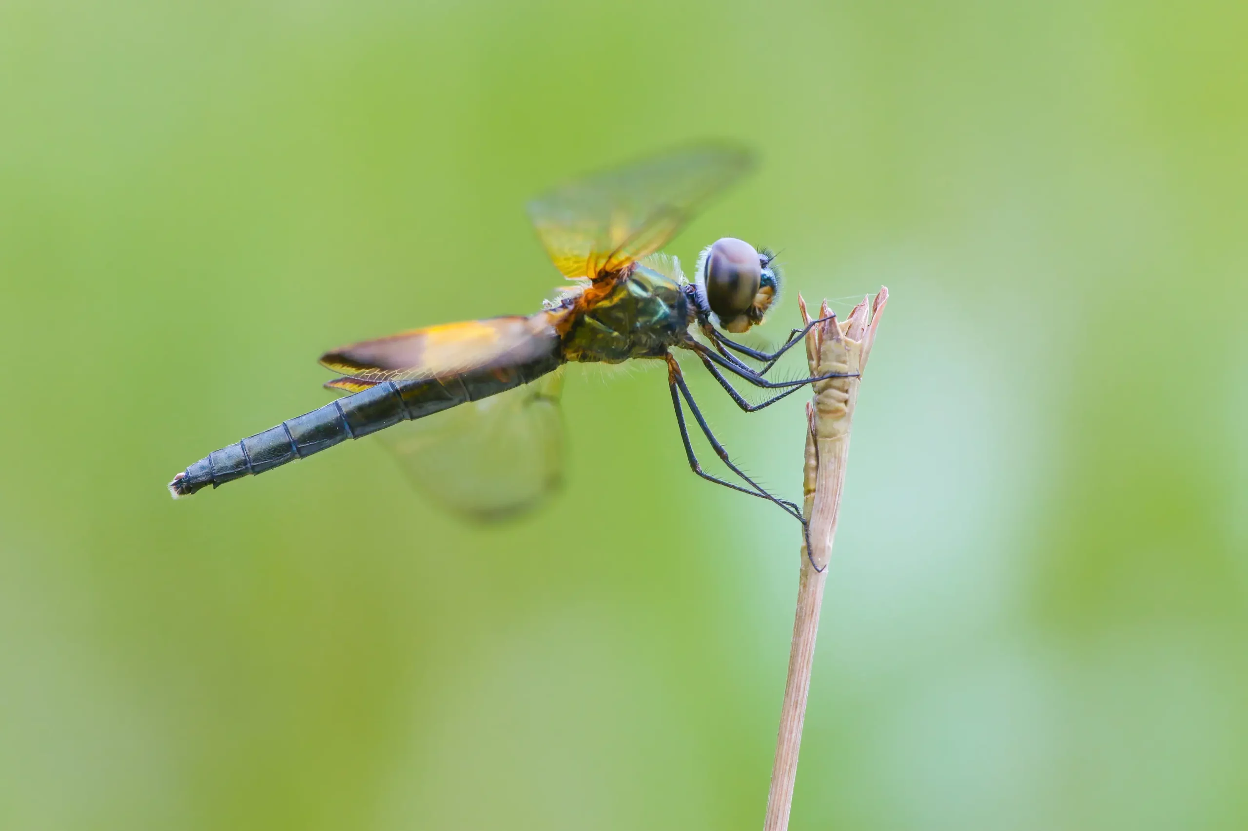 A dragonfly on a dry stem, photographed close up against soft green foliage